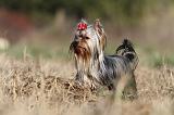 YORKSHIRE TERRIER 256